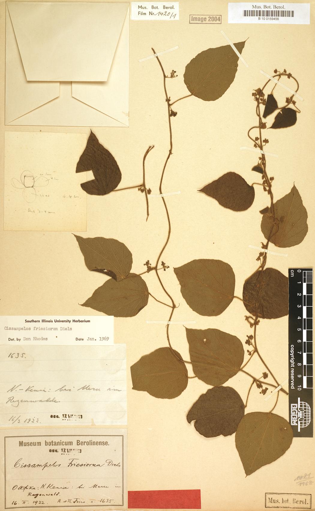 Cissampelos friesiorum