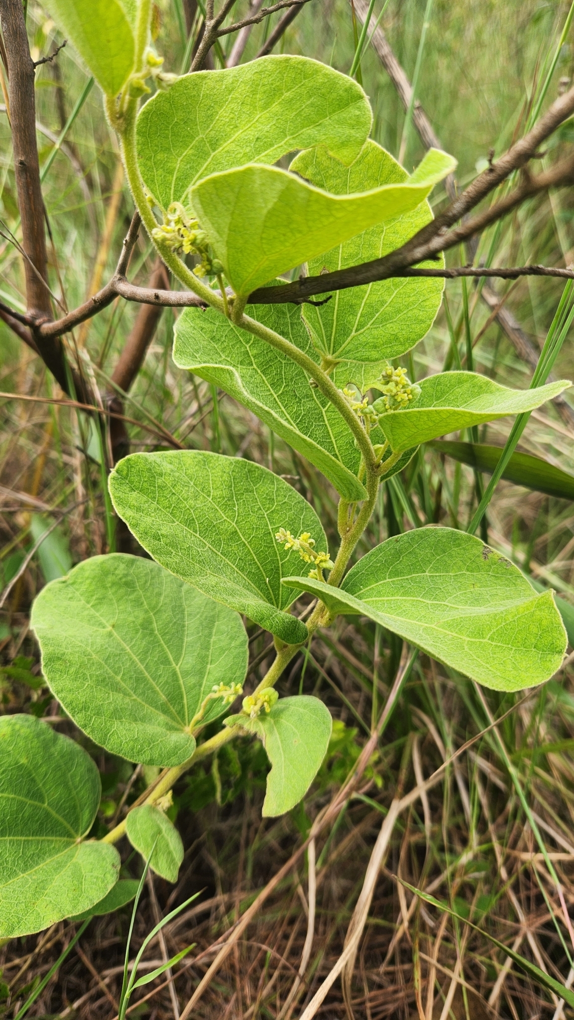Cissampelos ovalifolia