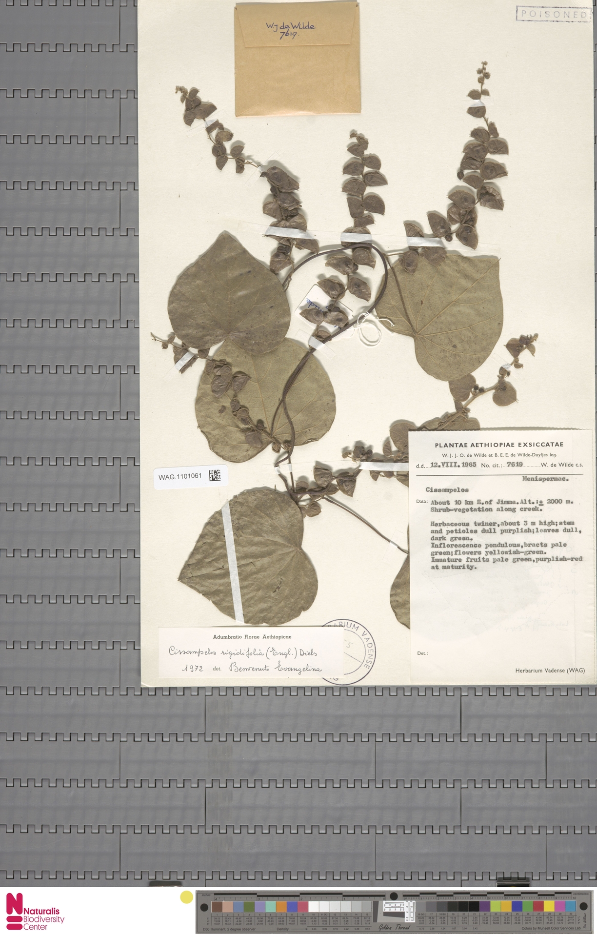 Cissampelos rigidifolia