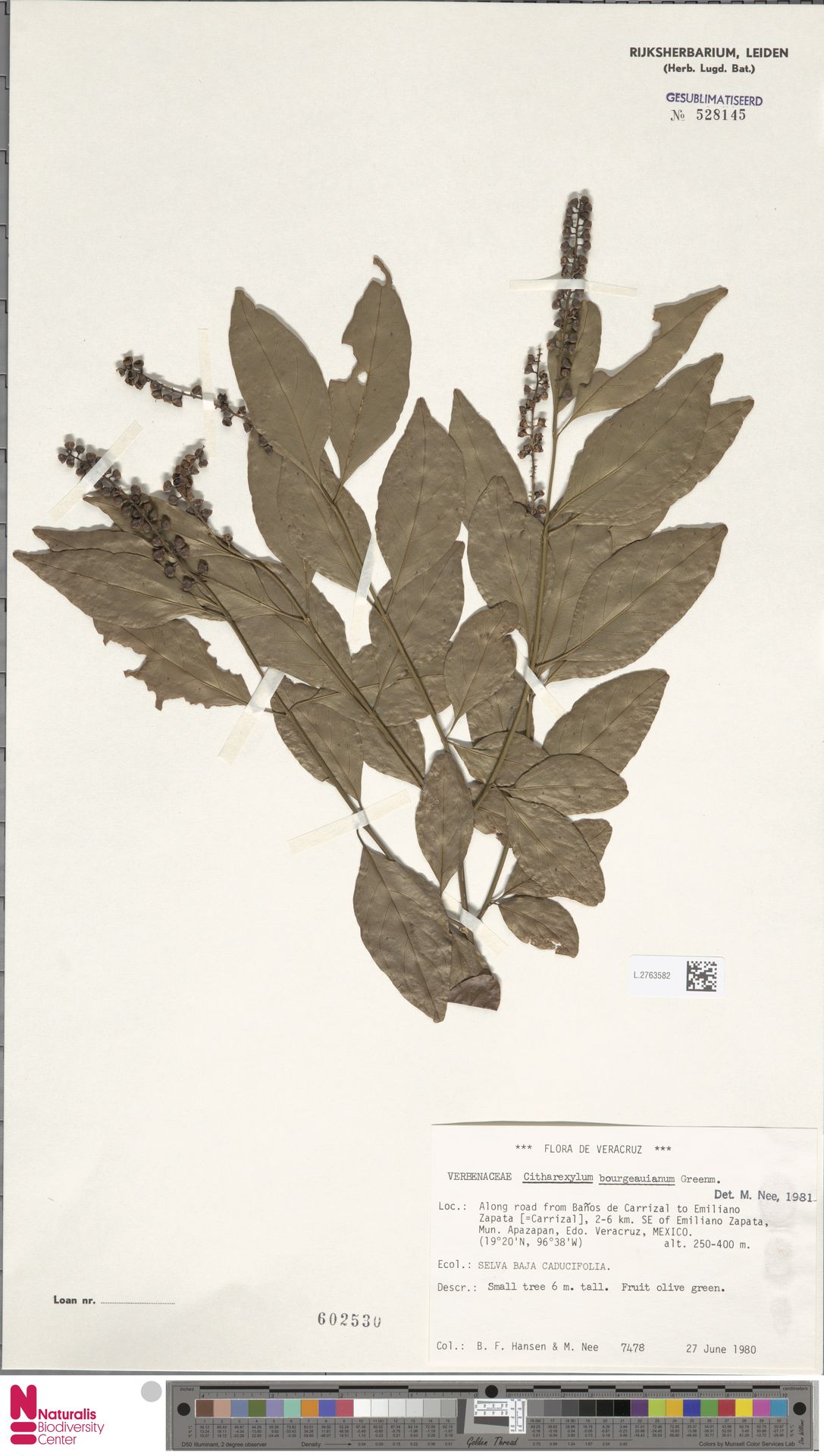 Citharexylum bourgeauanum