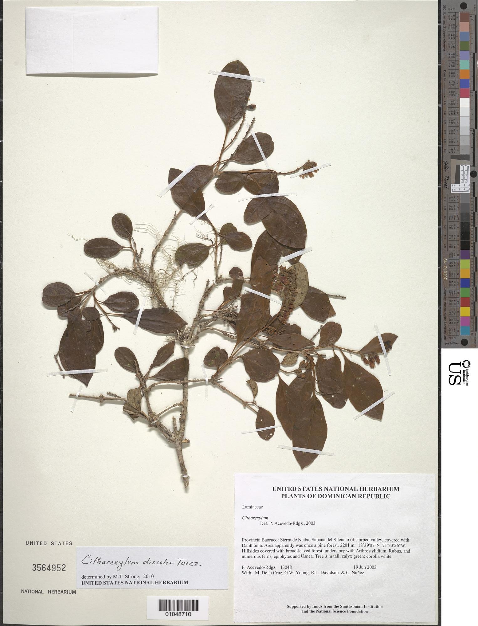 Citharexylum discolor