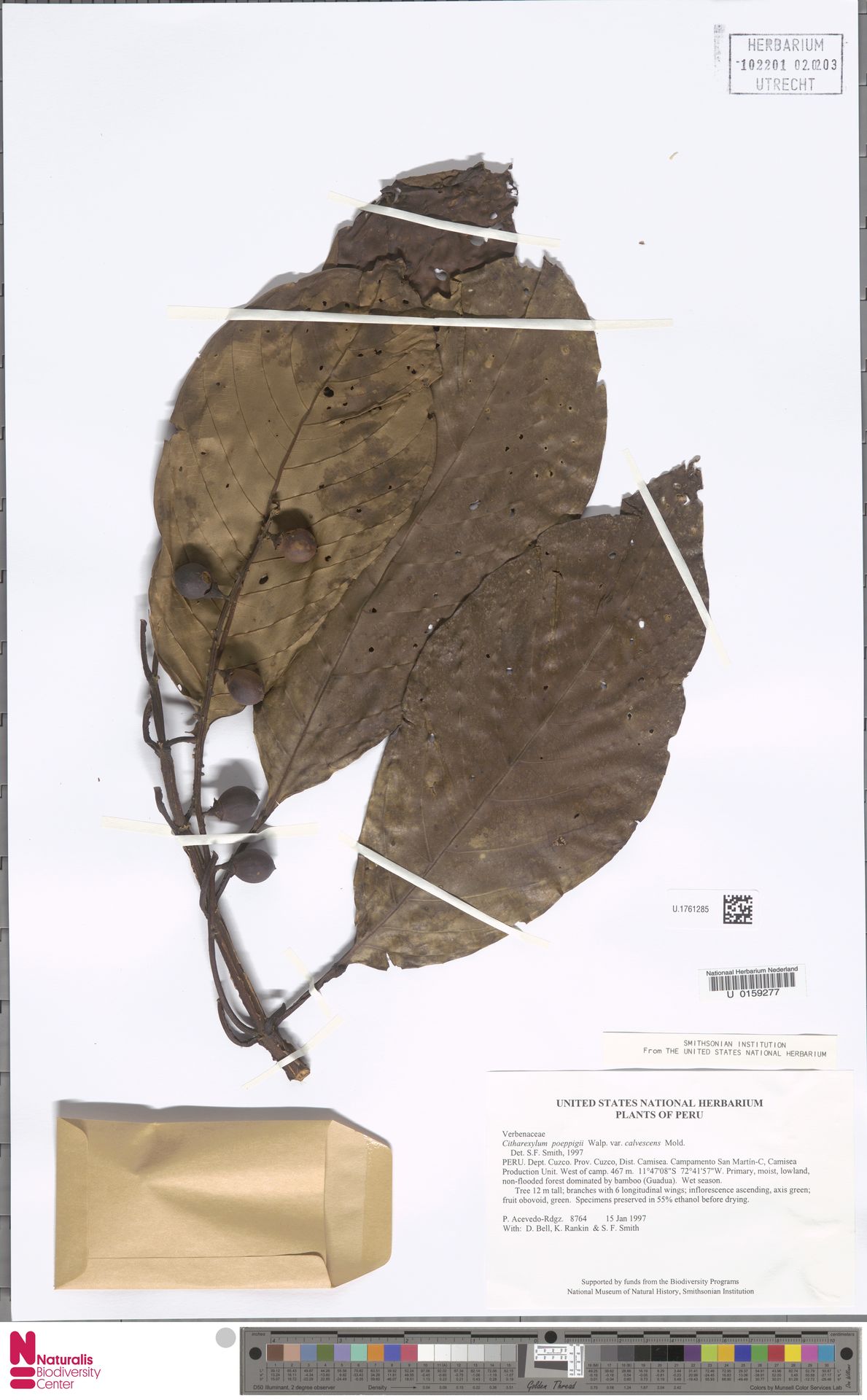 Citharexylum macrochlamys