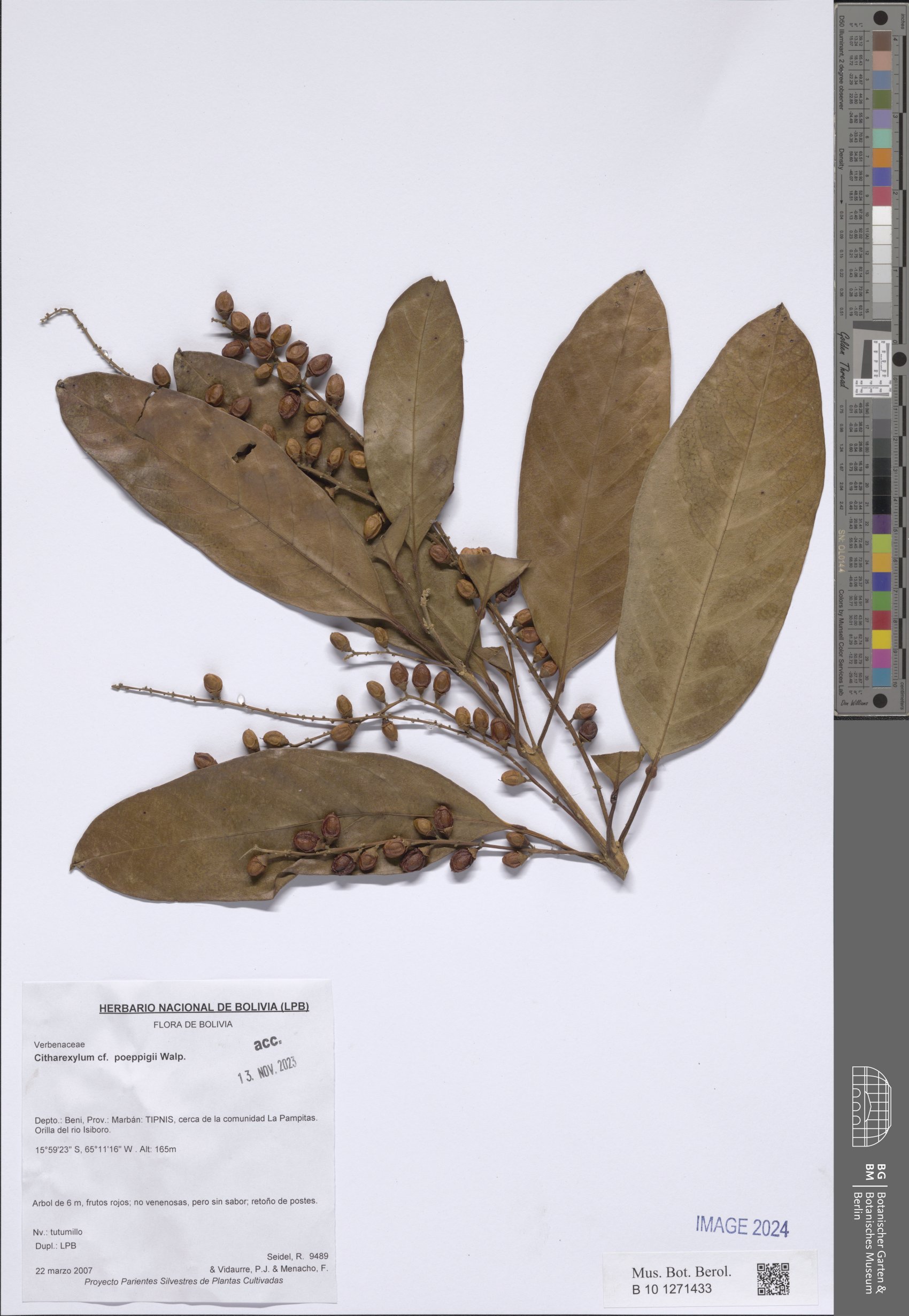 Citharexylum poeppigii