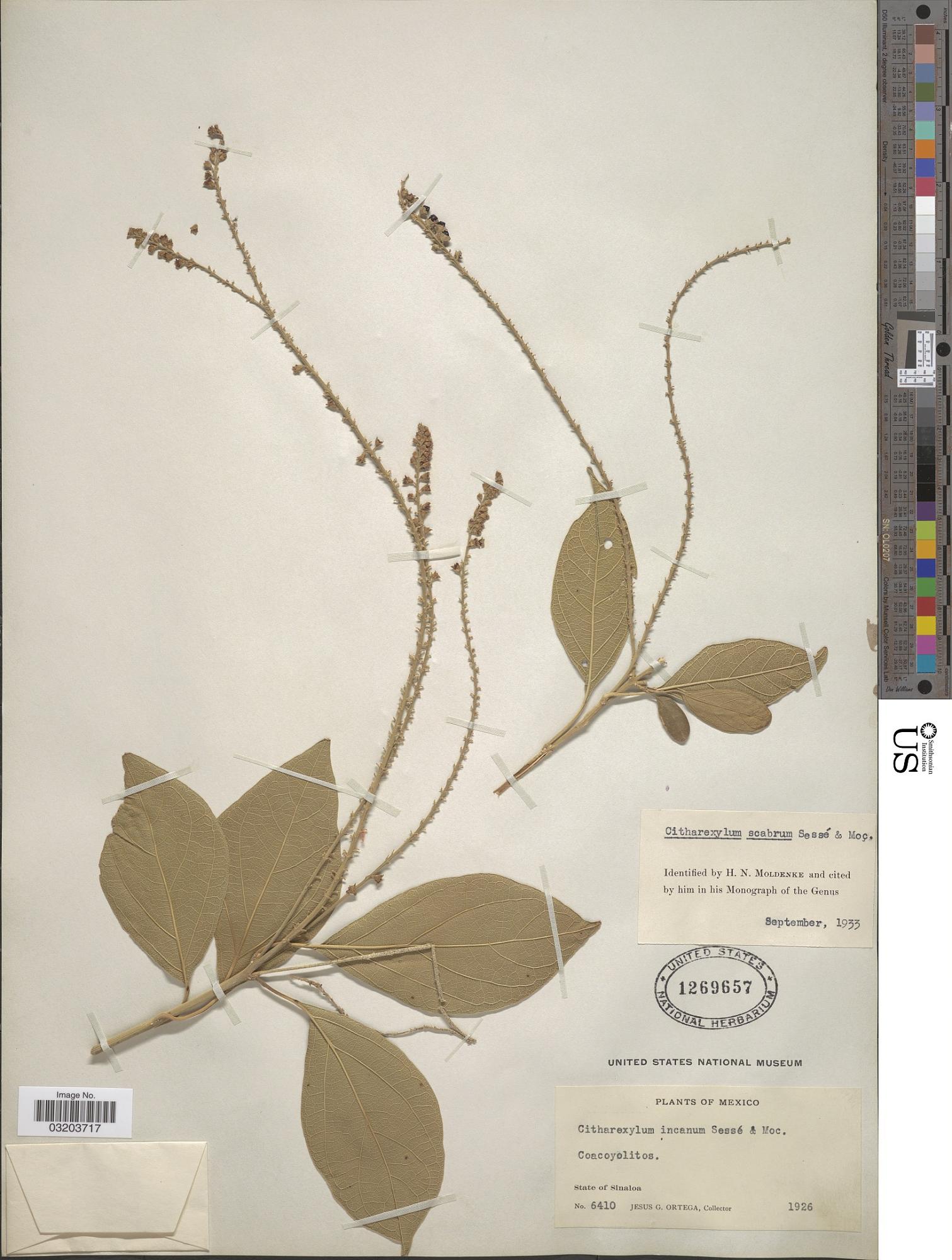 Citharexylum scabrum