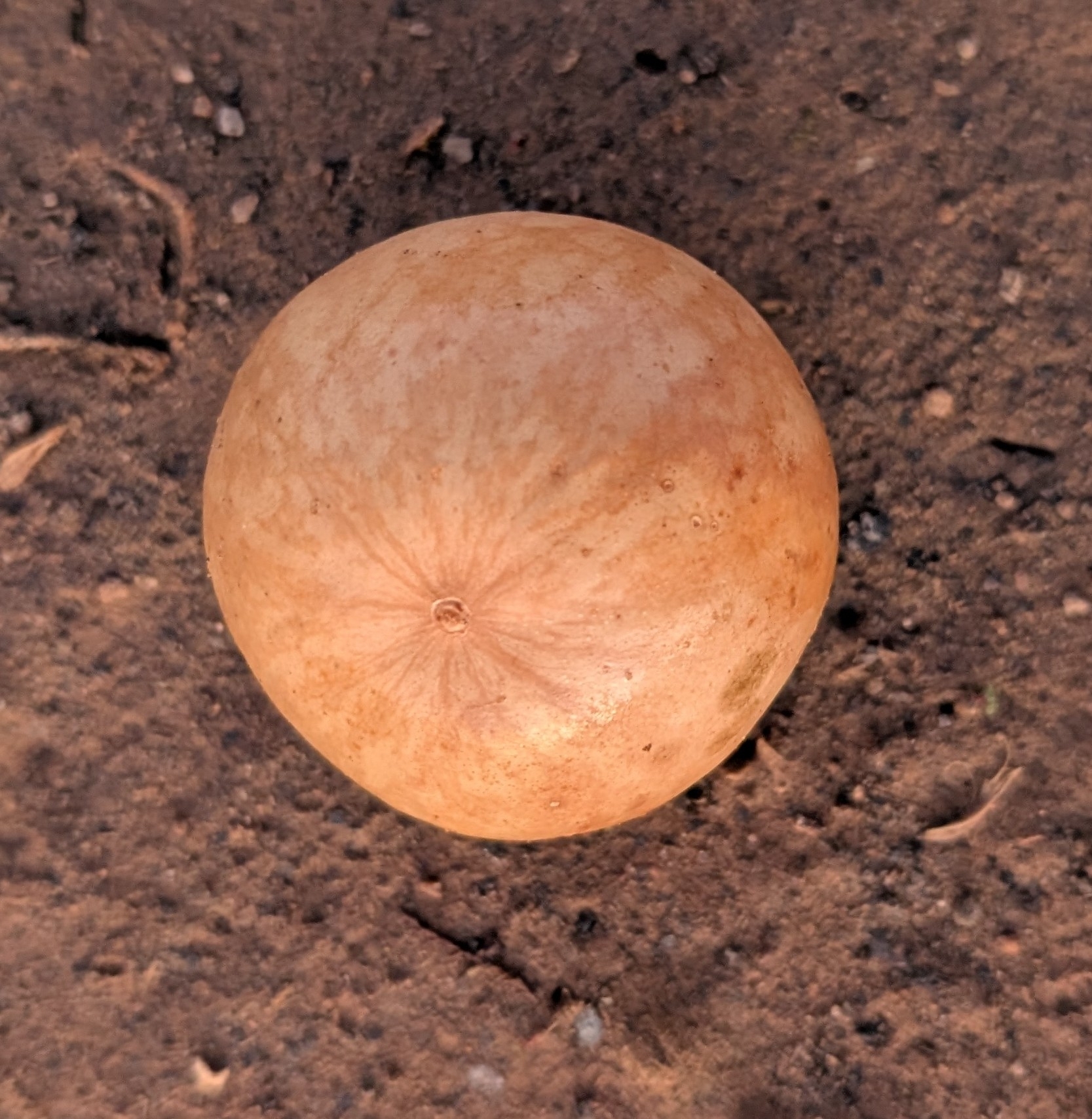 Citrullus colocynthis