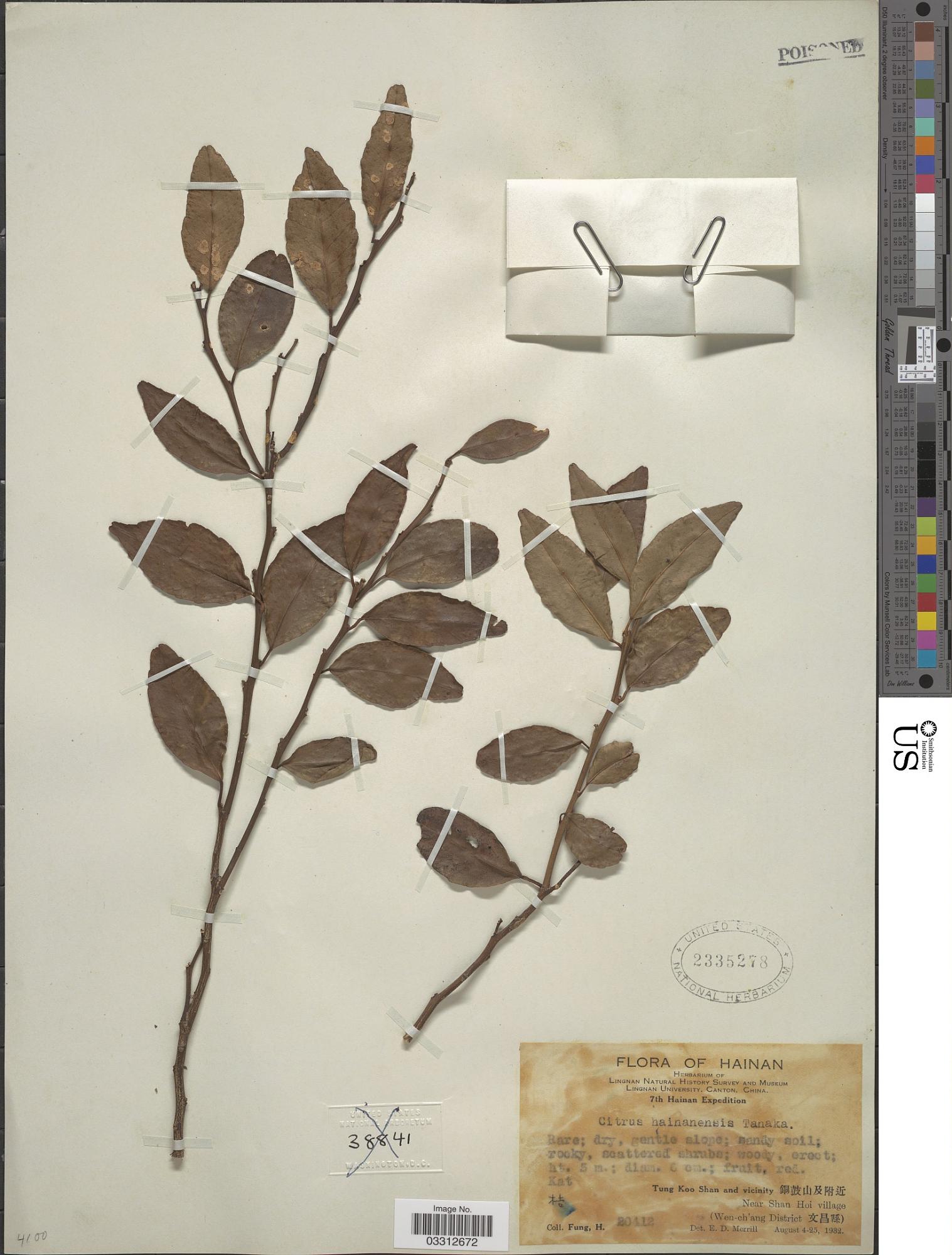 Citrus hainanensis