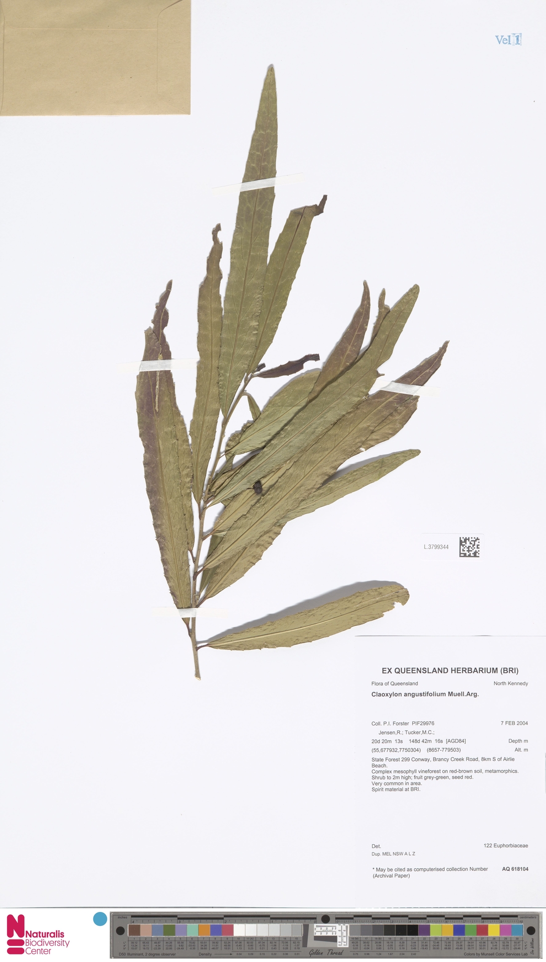Claoxylon angustifolium