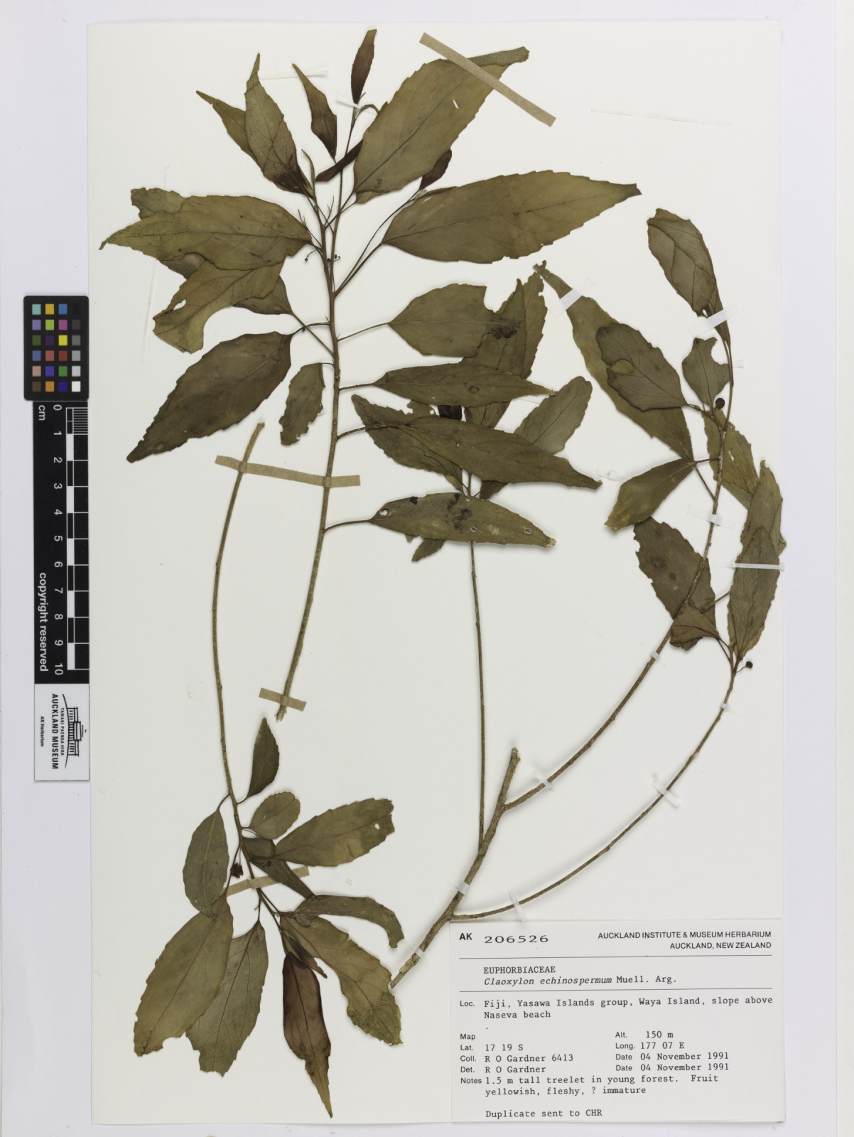Claoxylon echinospermum