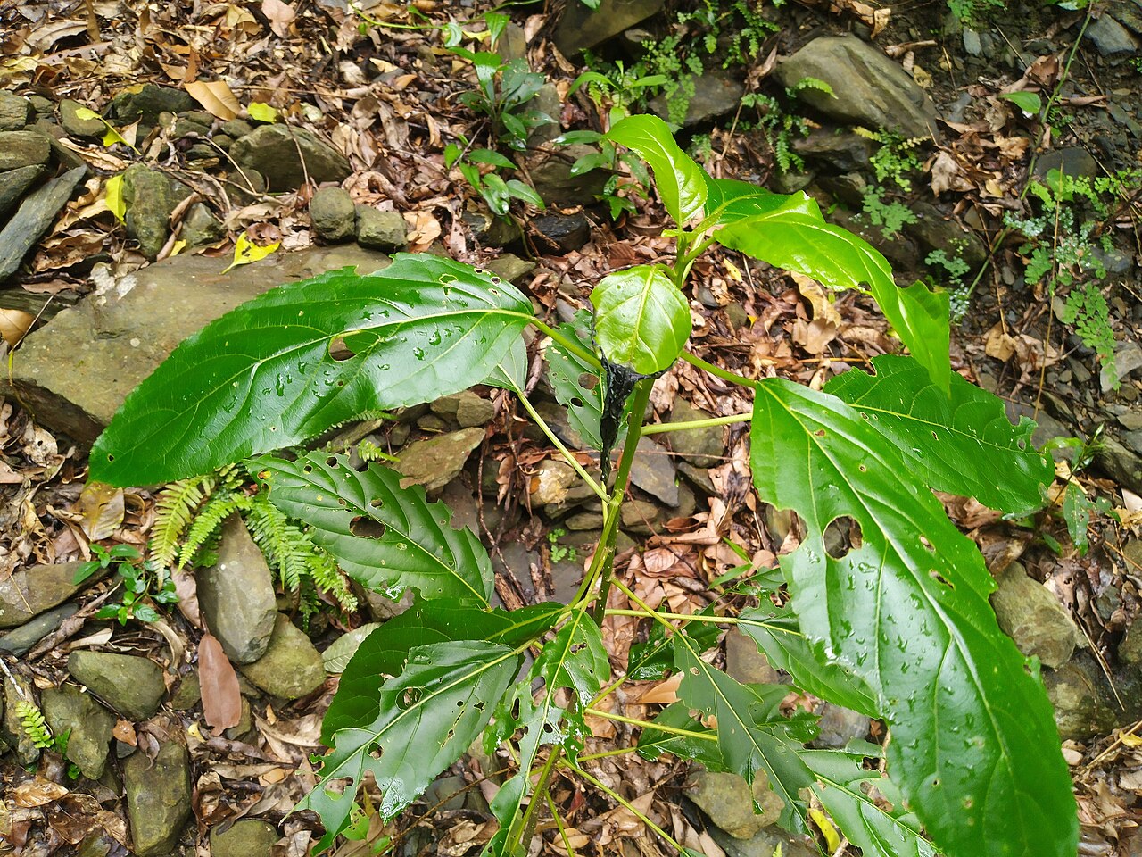 Claoxylon hillii