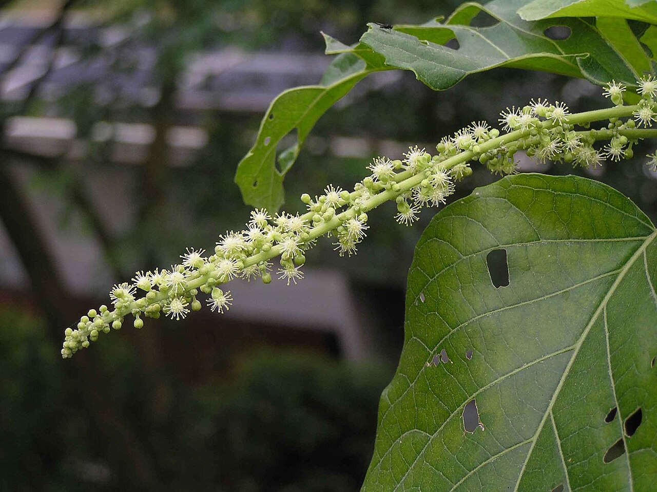 Claoxylon indicum