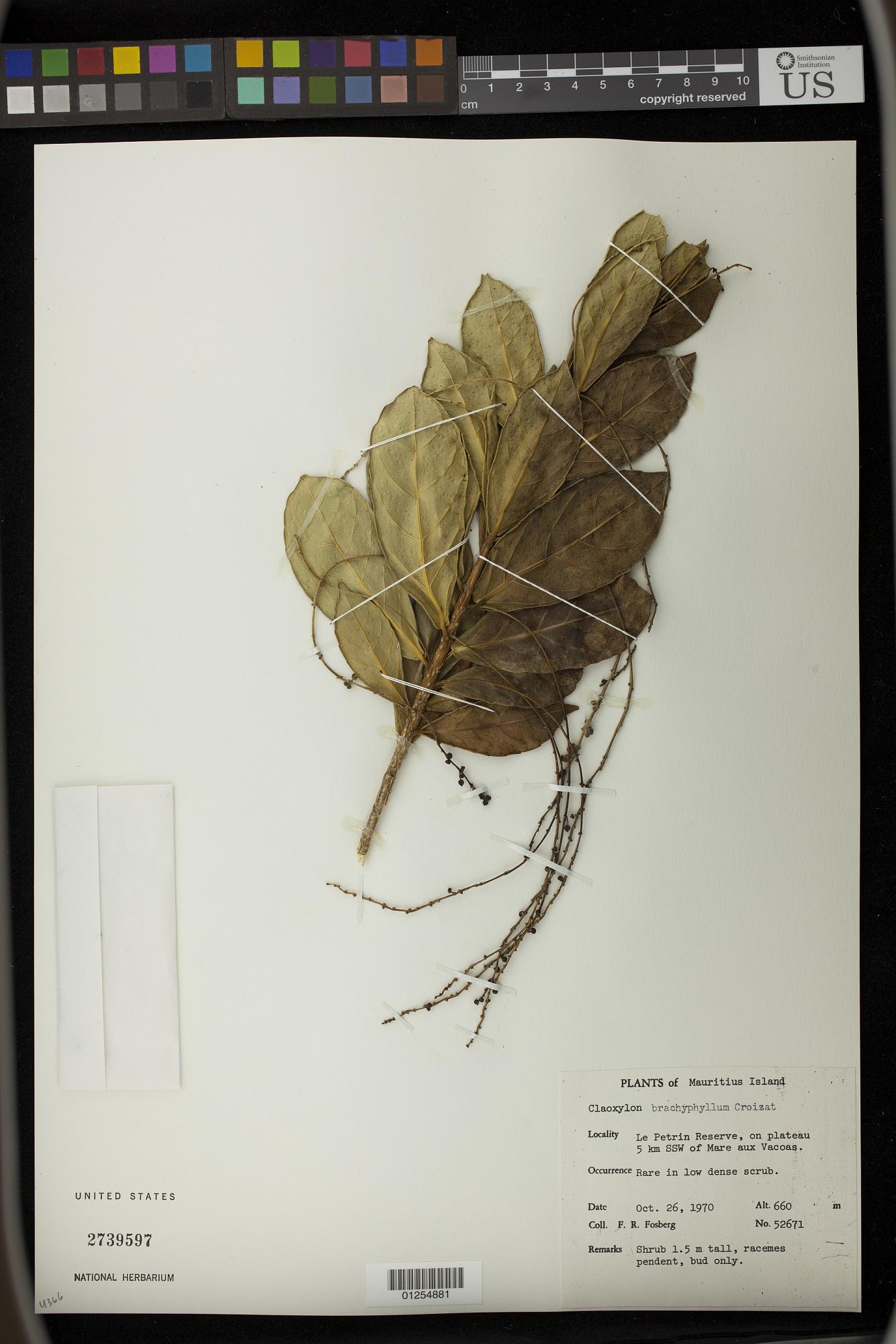 Claoxylon linostachys
