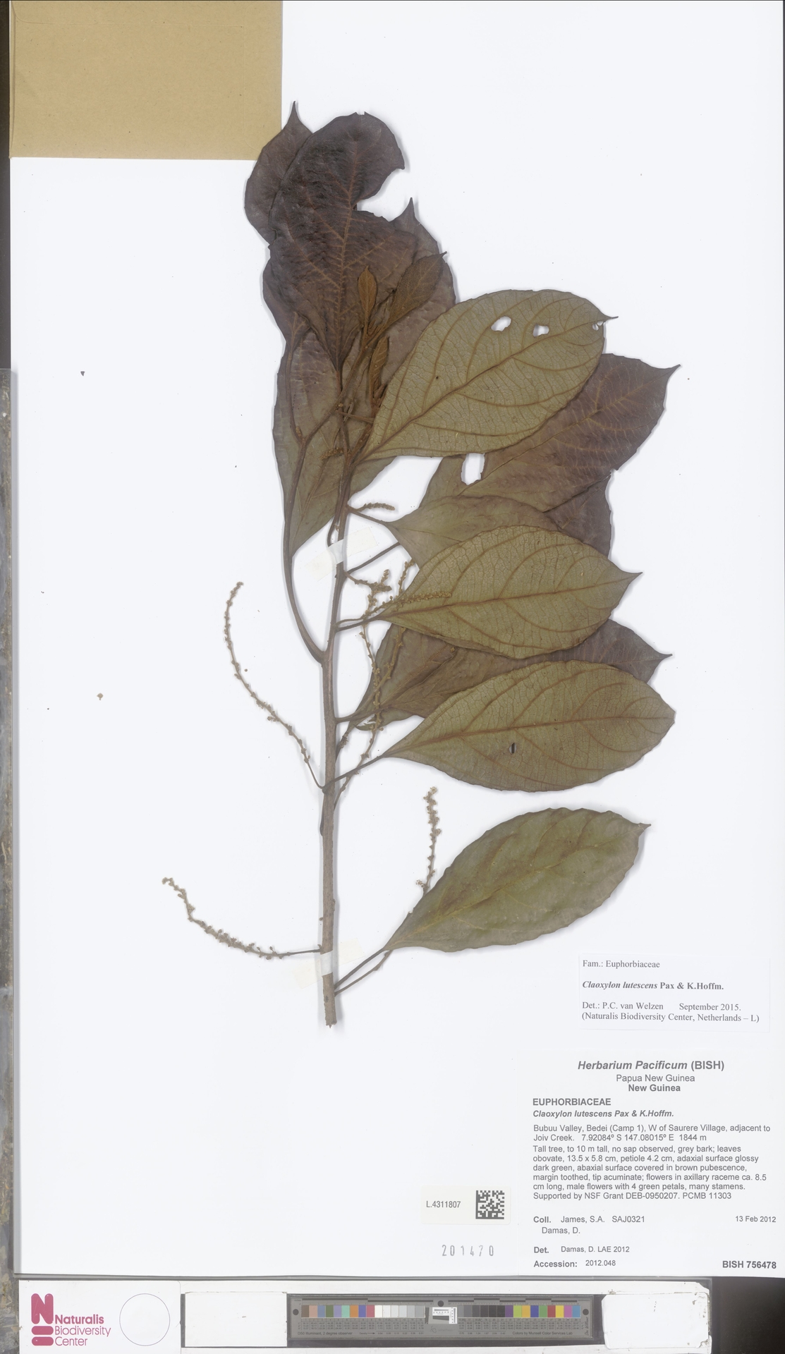 Claoxylon lutescens