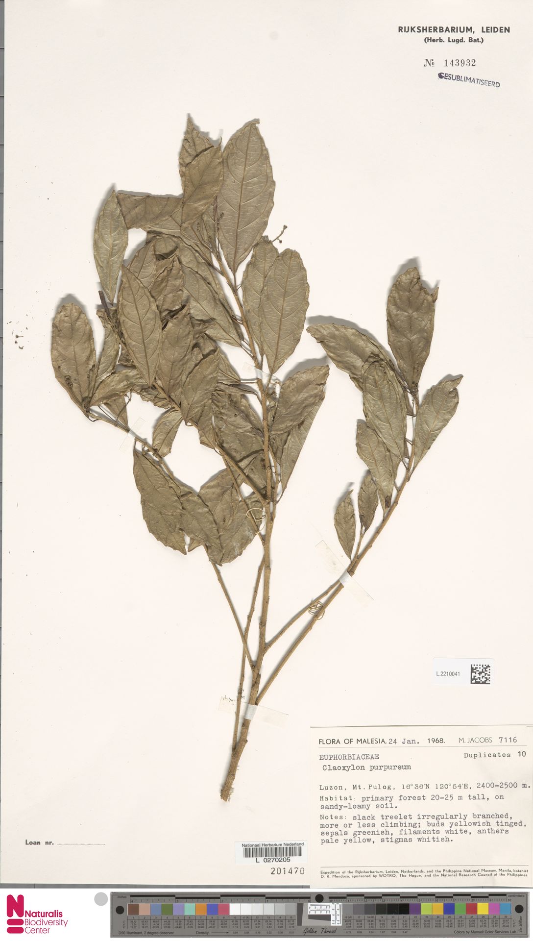 Claoxylon purpureum
