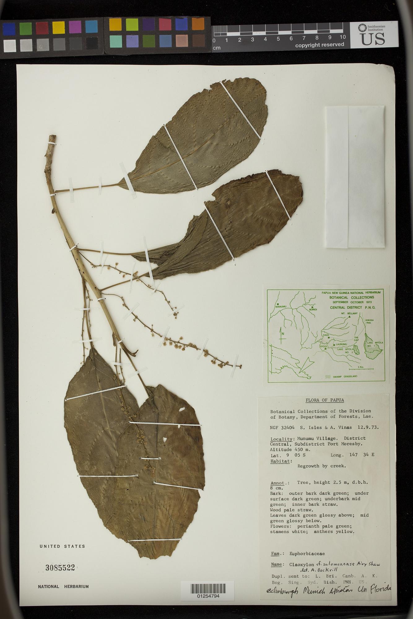 Claoxylon salomonense