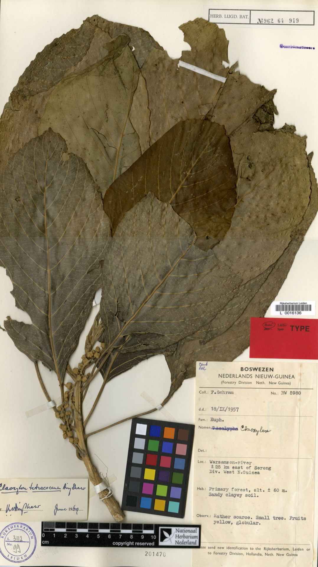 Claoxylon tetracoccum