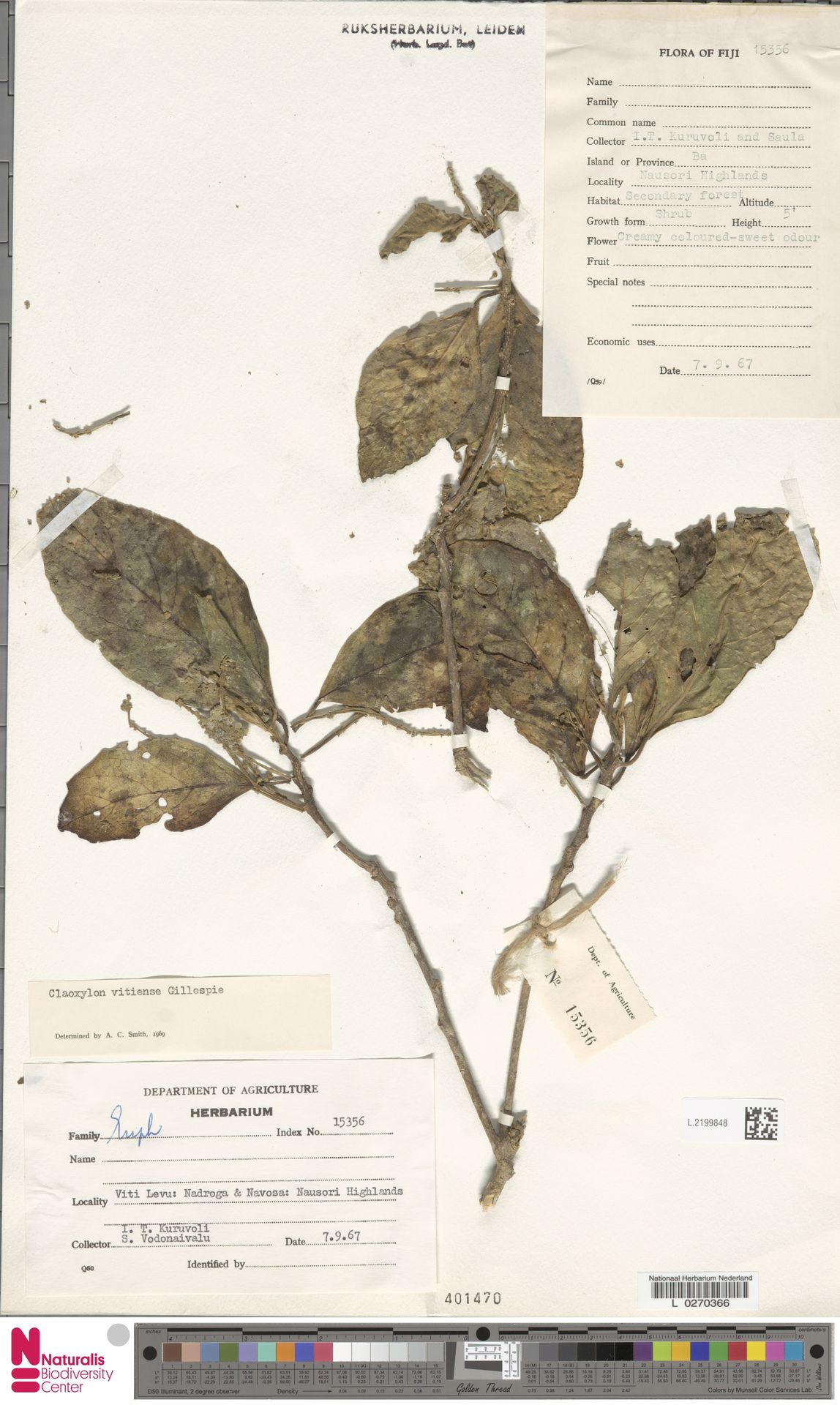 Claoxylon vitiense