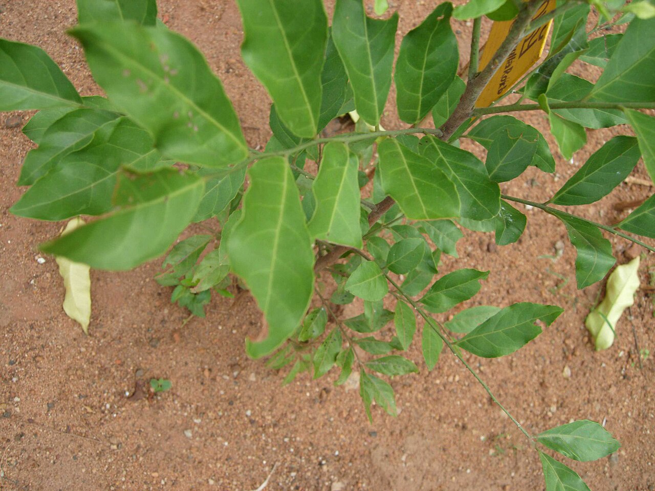 Clausena heptaphylla