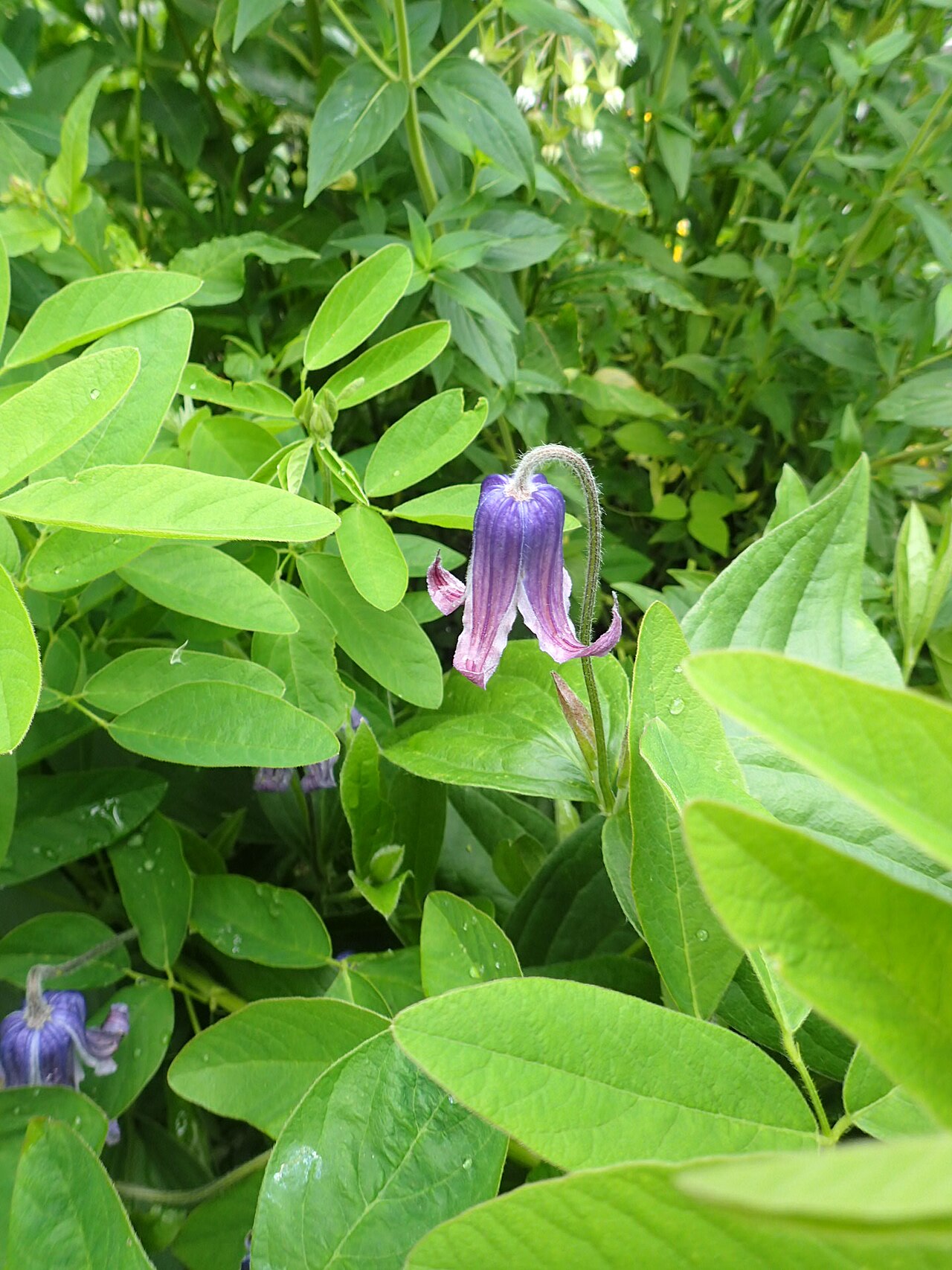 Clematis albicoma