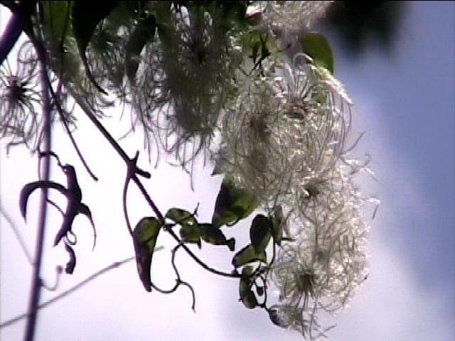Clematis campestris
