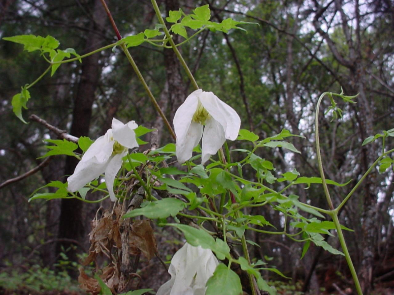 Clematis columbiana