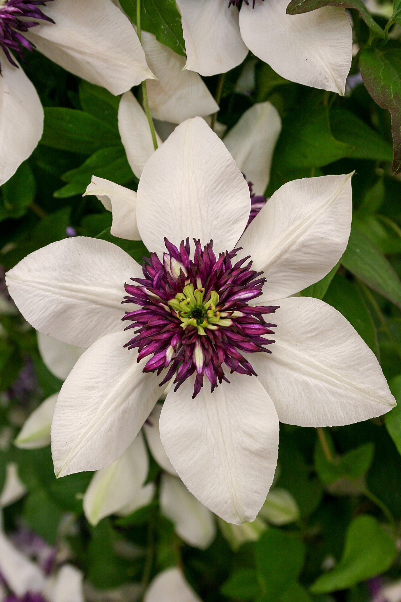 Clematis florida