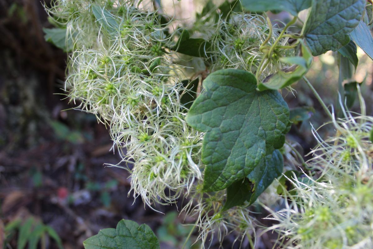 Clematis grossa