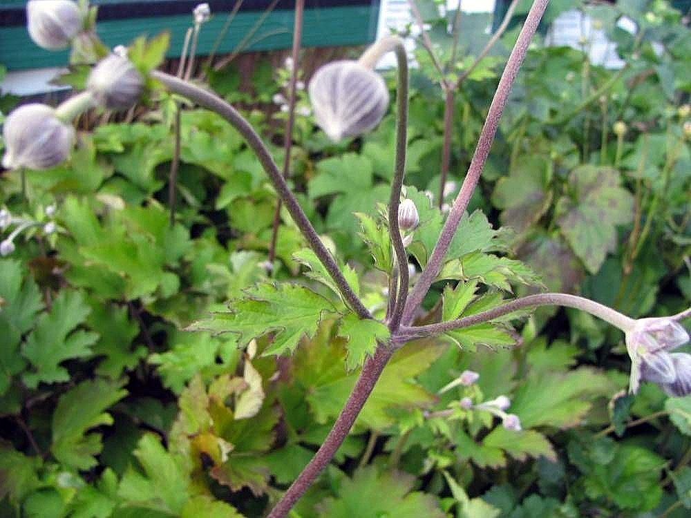 Clematis hupehensis