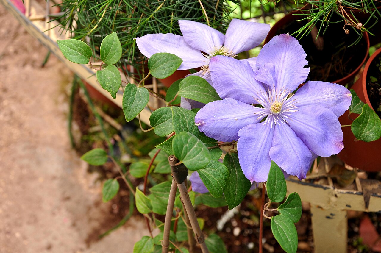 Clematis hybr
