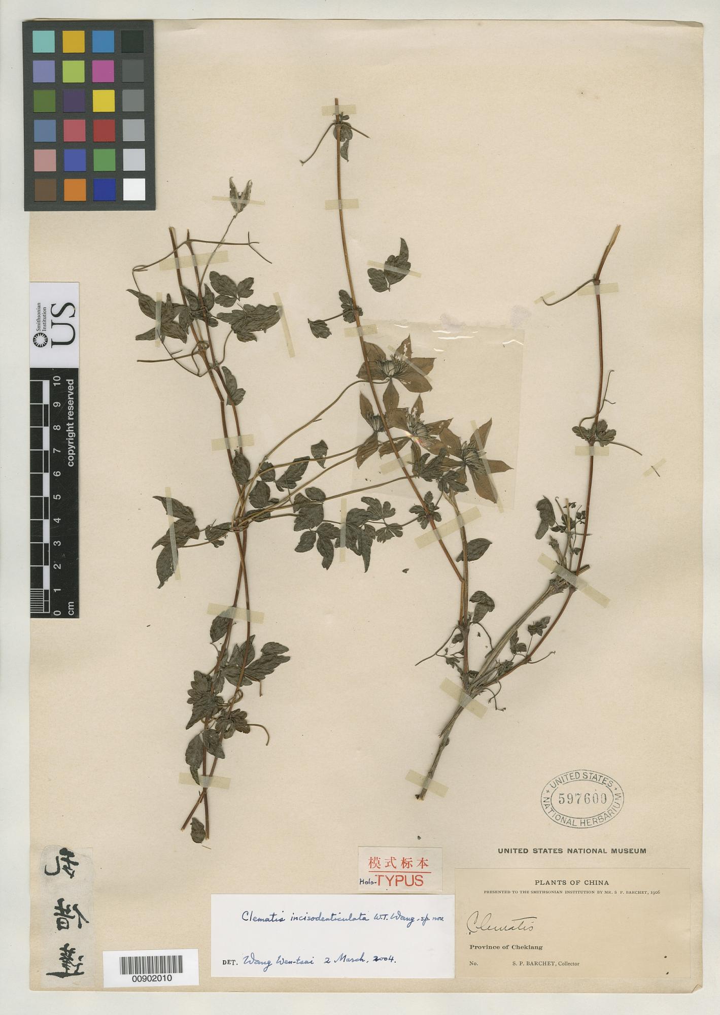 Clematis incisodenticulata