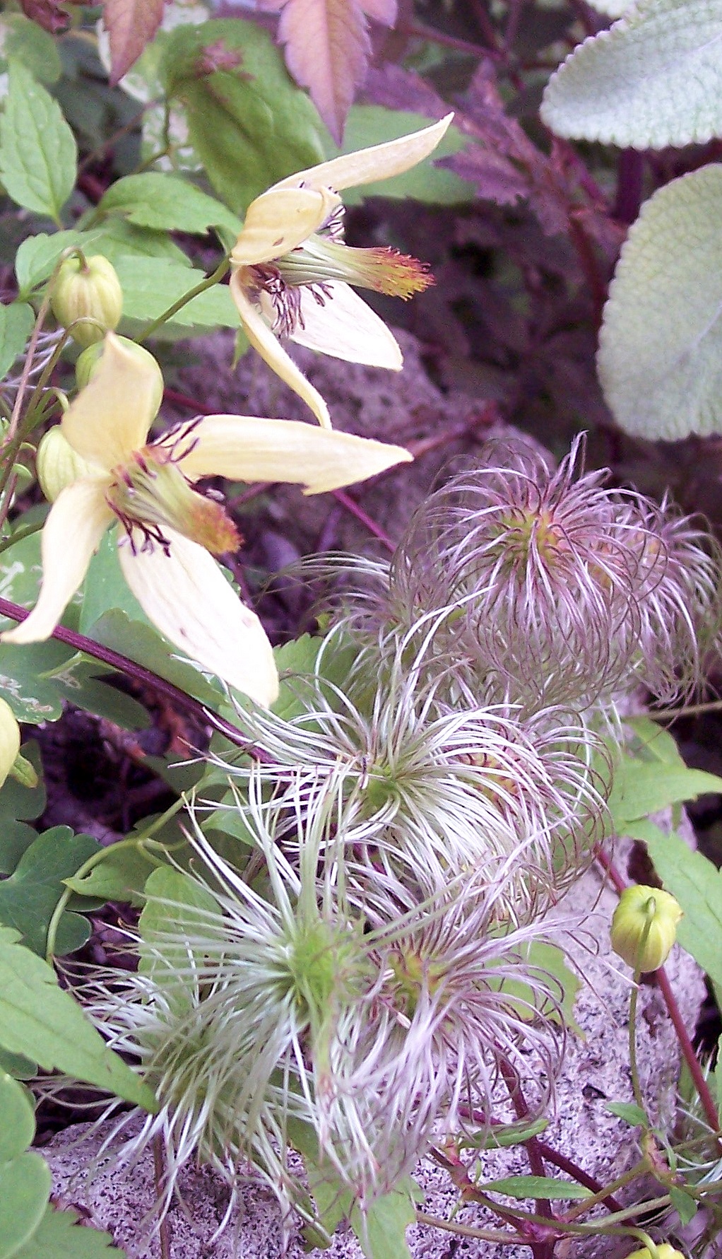 Clematis orientalis