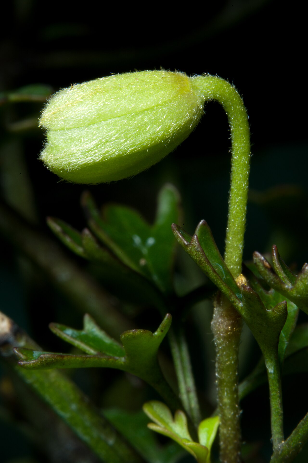 Clematis petriei