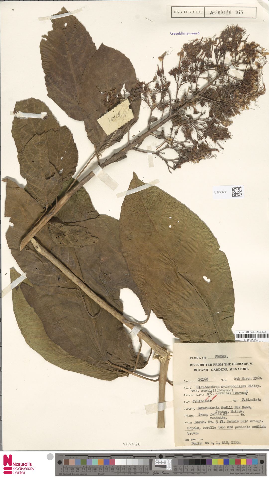 Clerodendrum curtisii