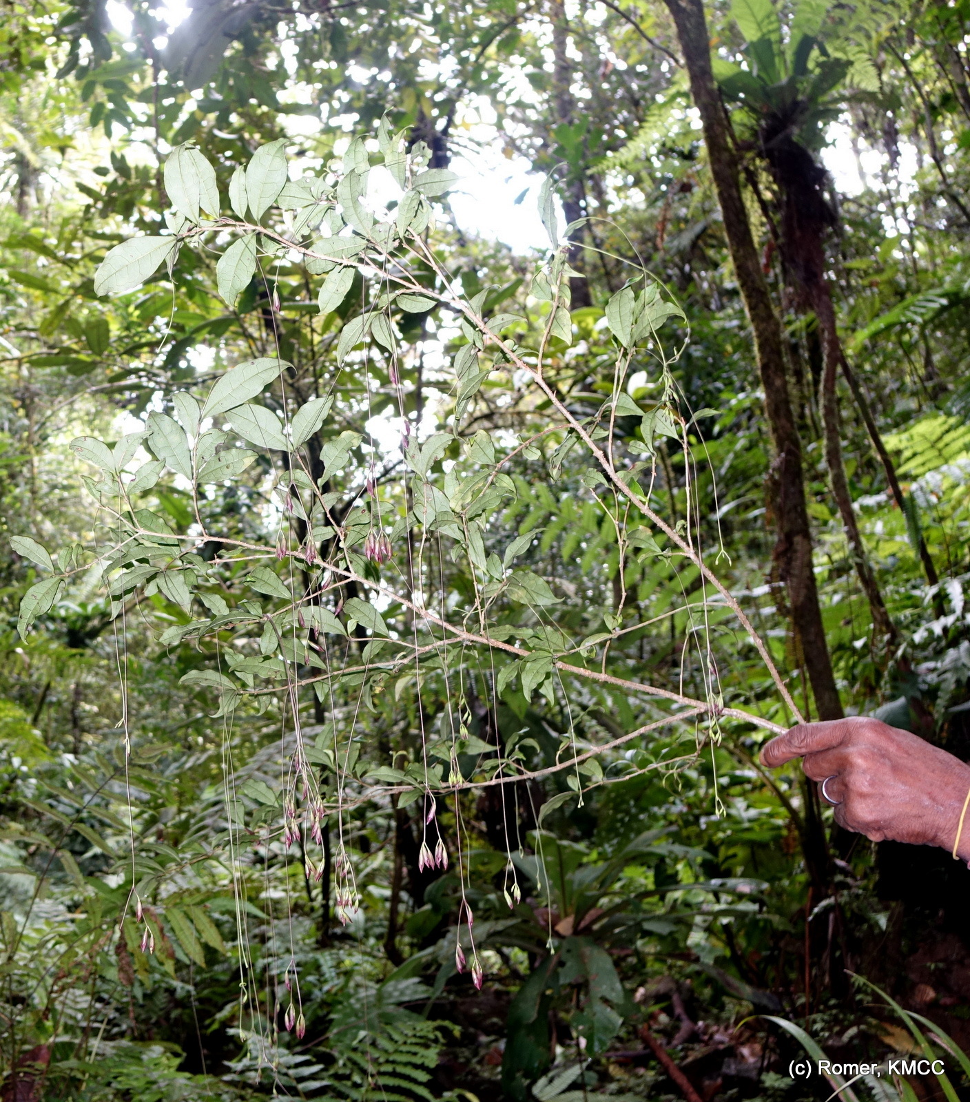 Clerodendrum filipes