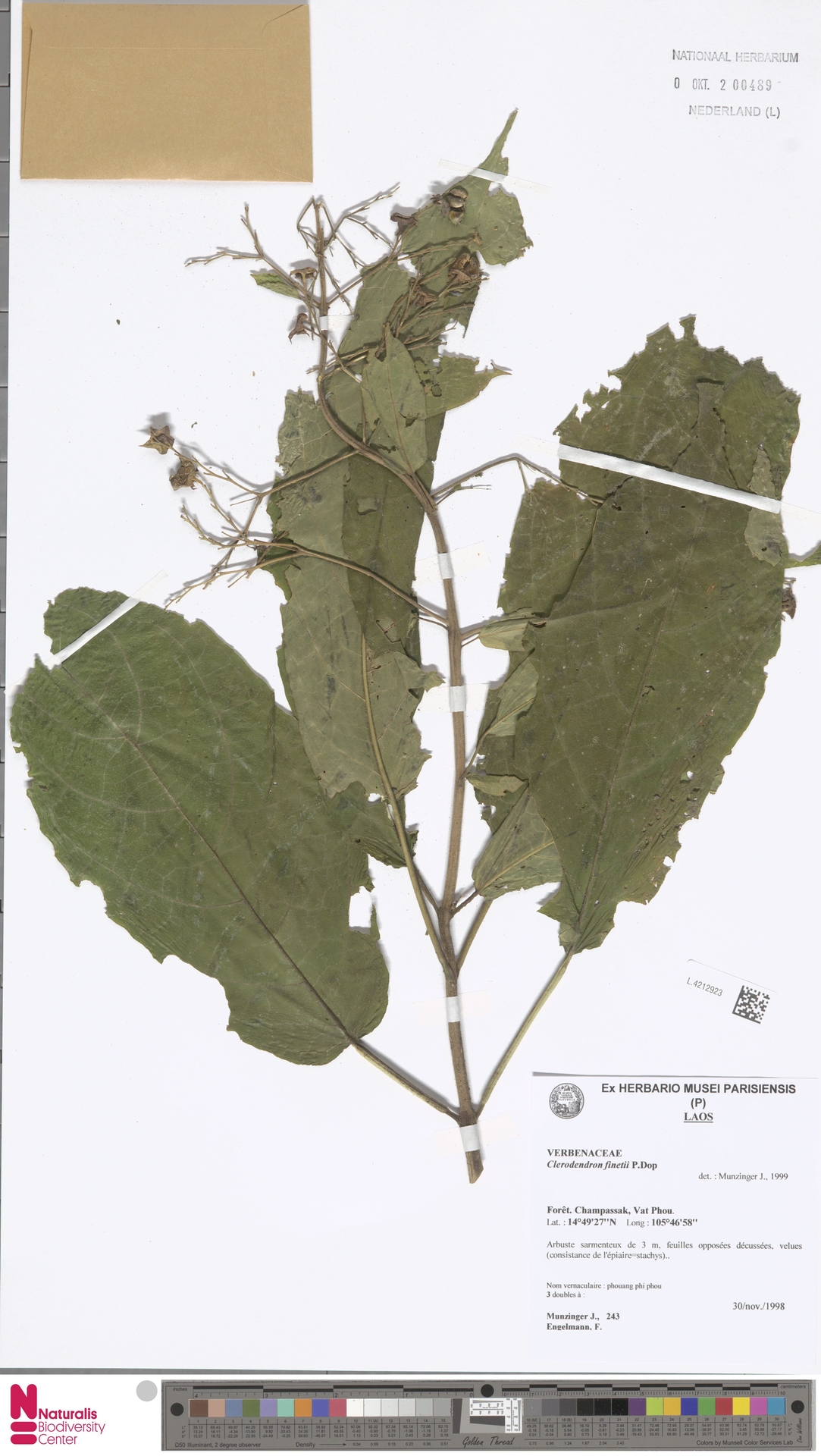 Clerodendrum finetii