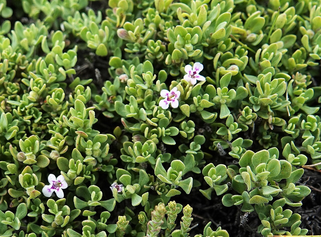 Clinopodium darwinii