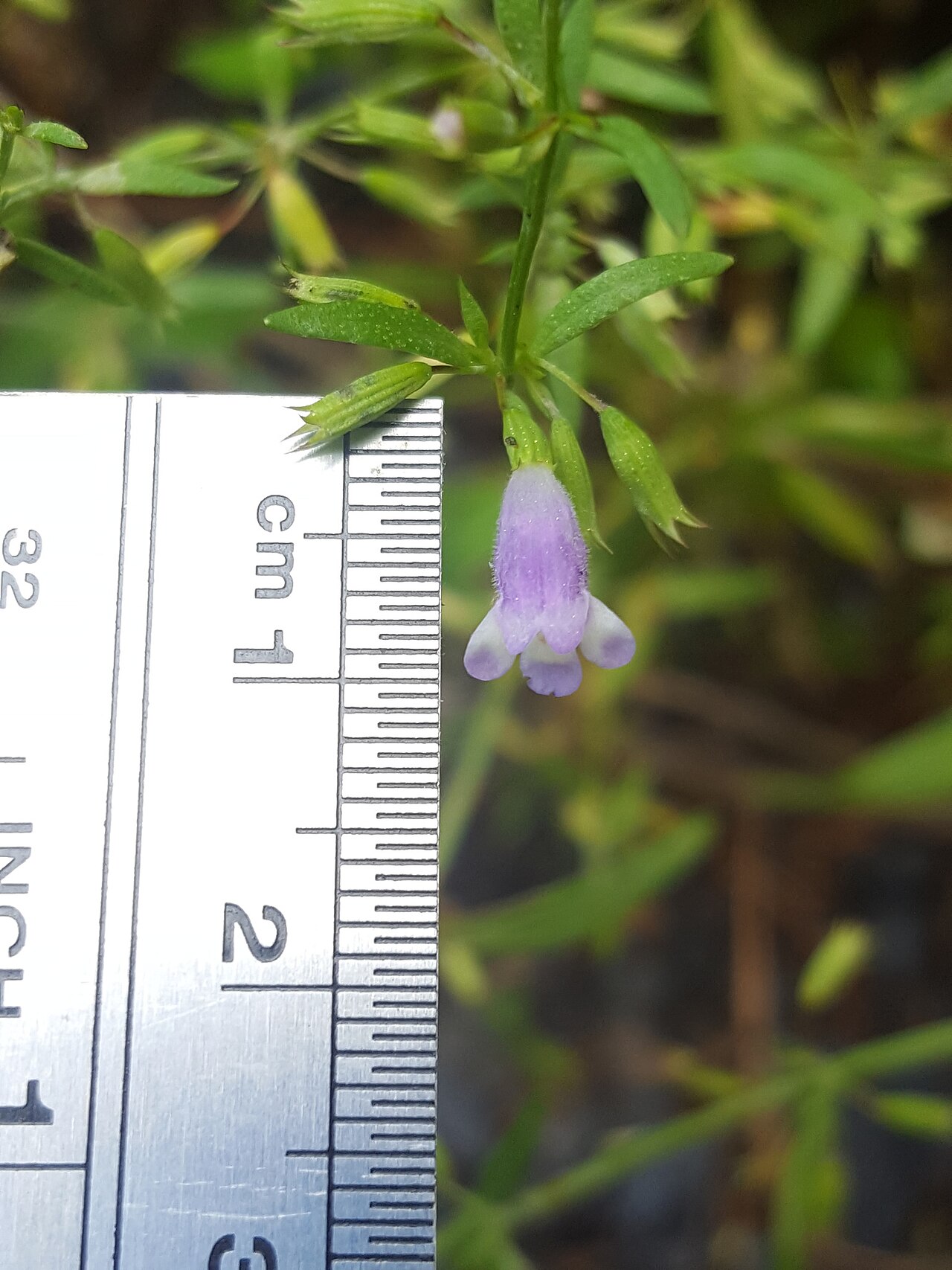 Clinopodium glabellum