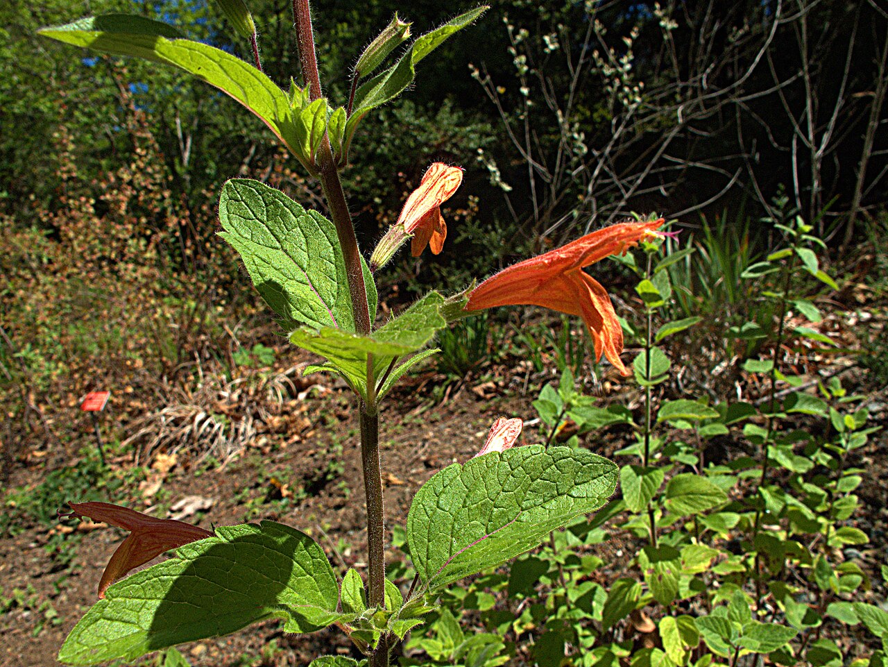 Clinopodium mimuloides