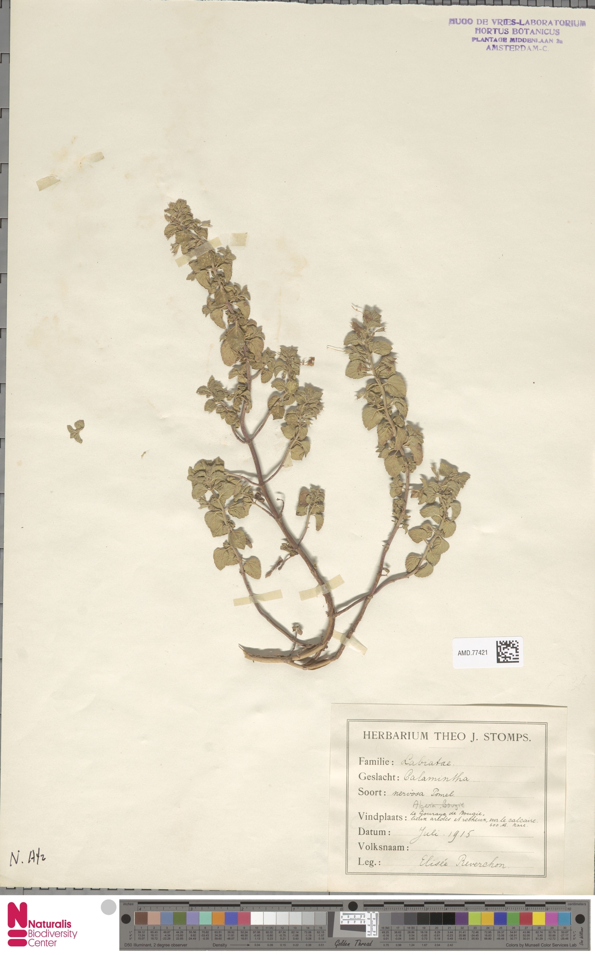 Clinopodium pomelianum