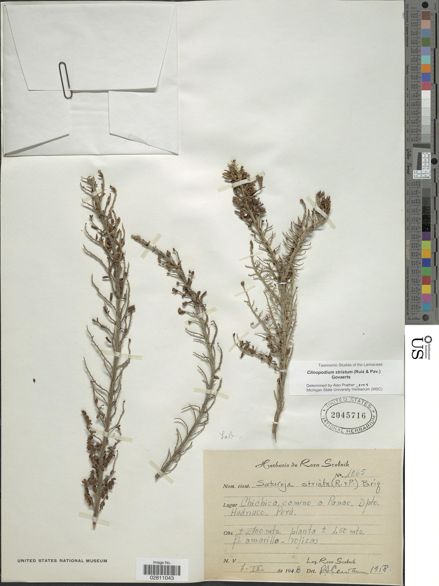 Clinopodium striatum