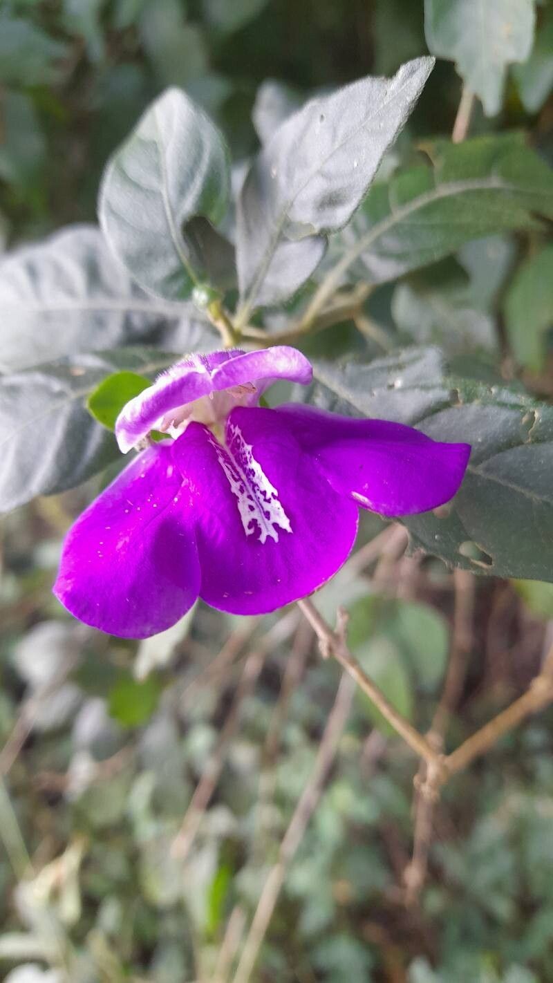 Clistax brasiliensis