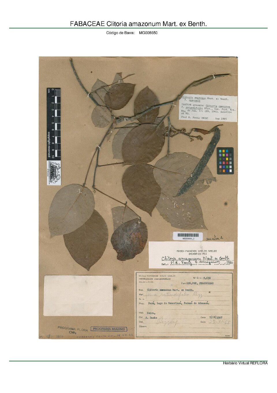 Clitoria amazonum