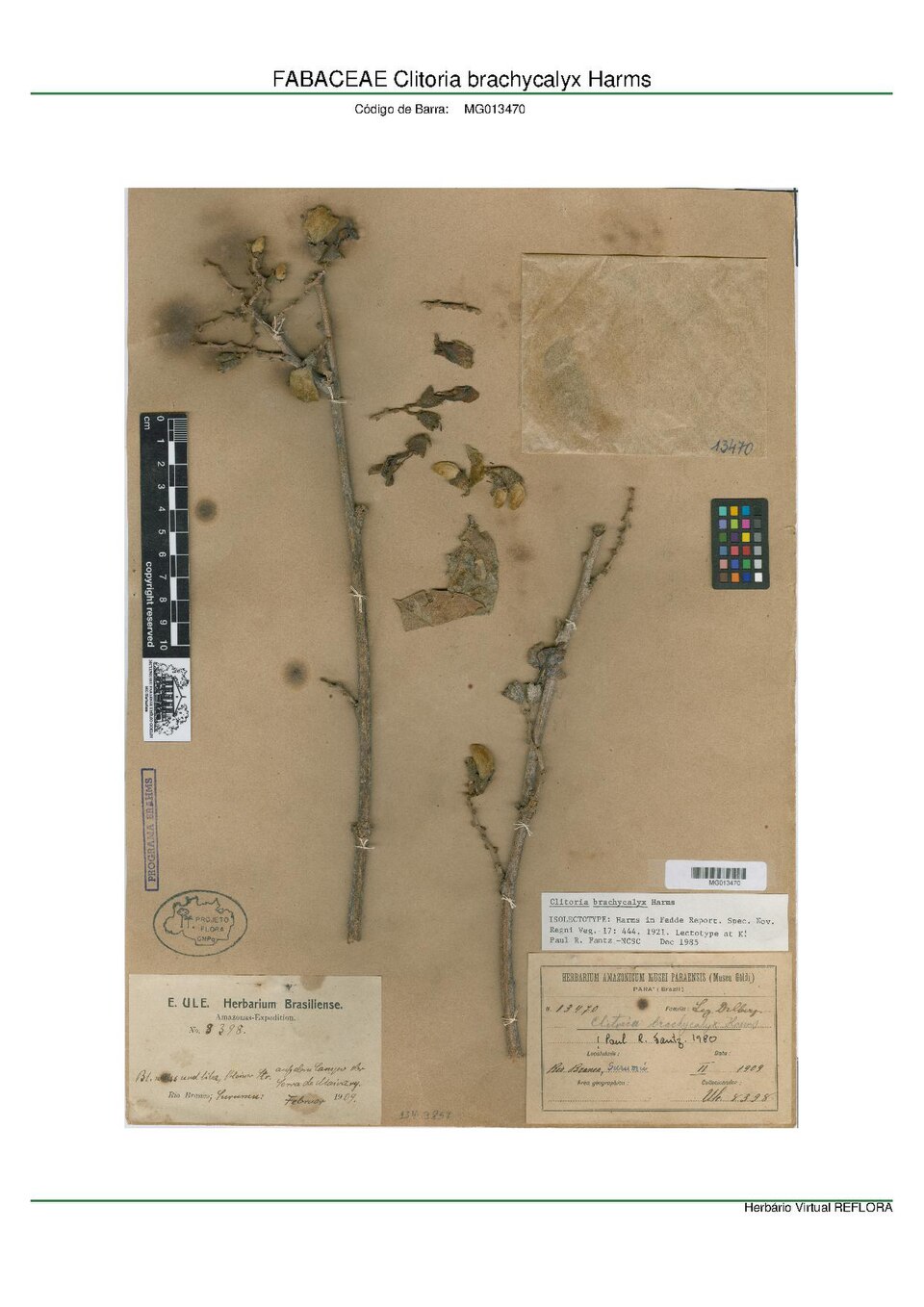 Clitoria brachycalyx