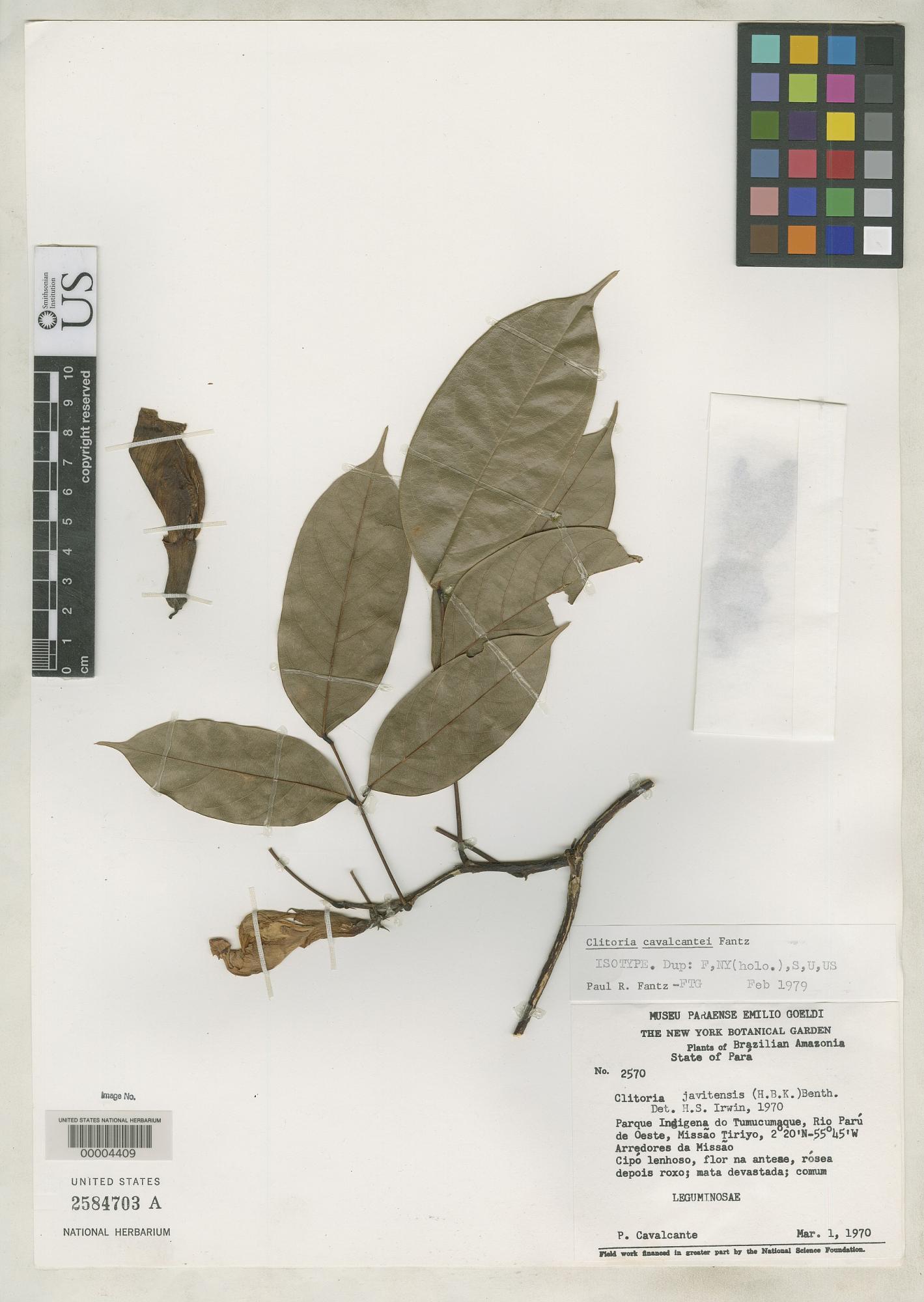 Clitoria cavalcantei