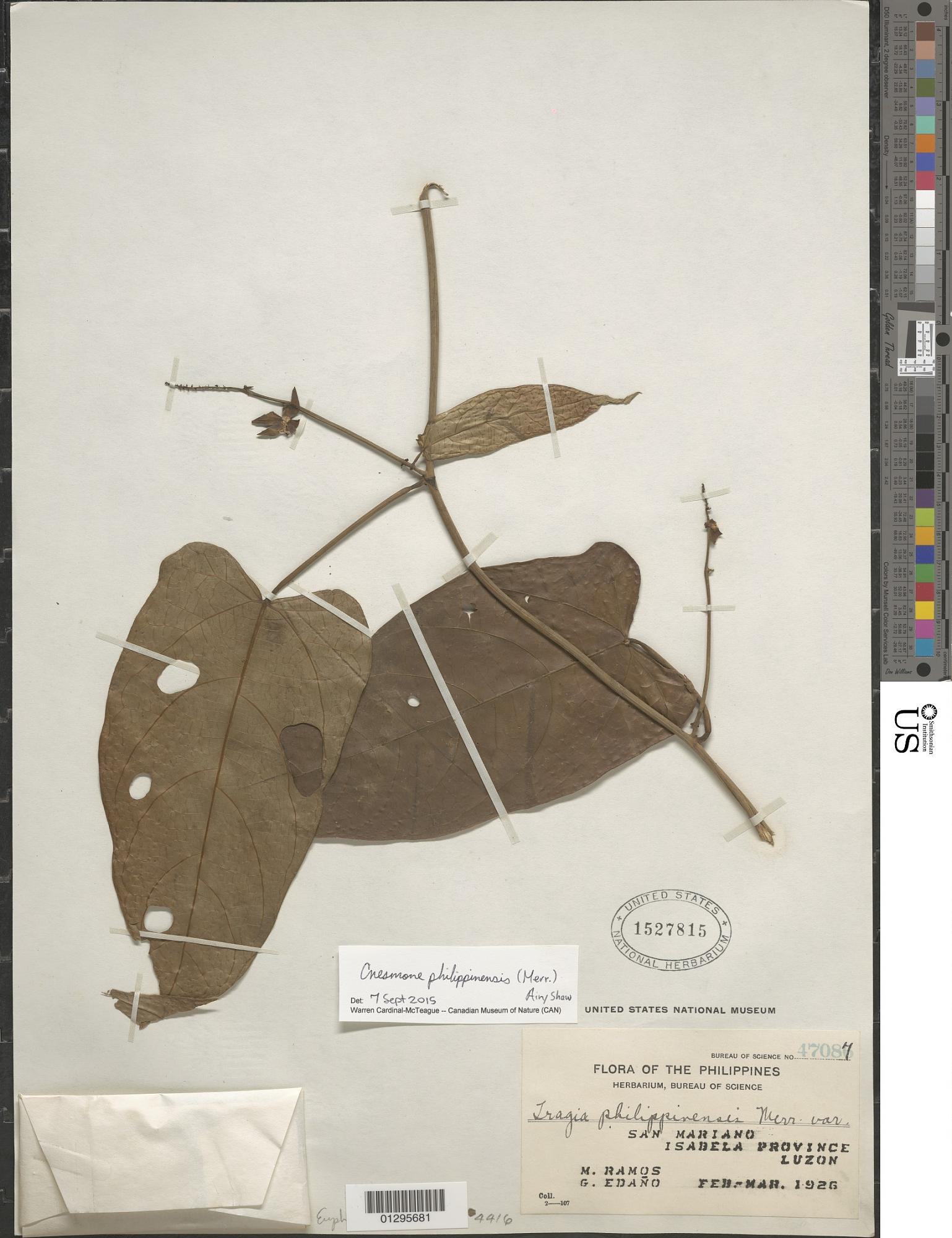 Cnesmone philippinensis