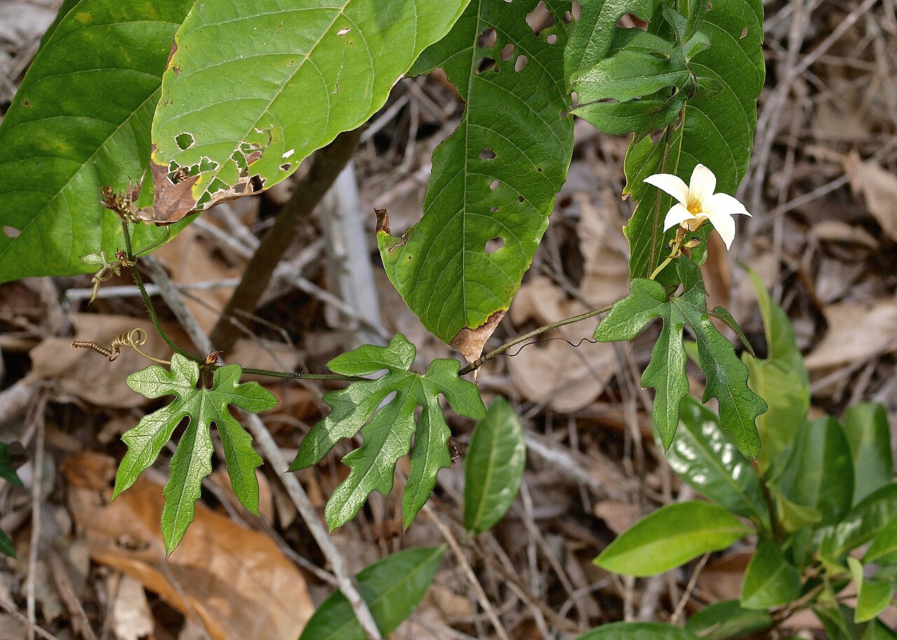 Coccinia longicarpa