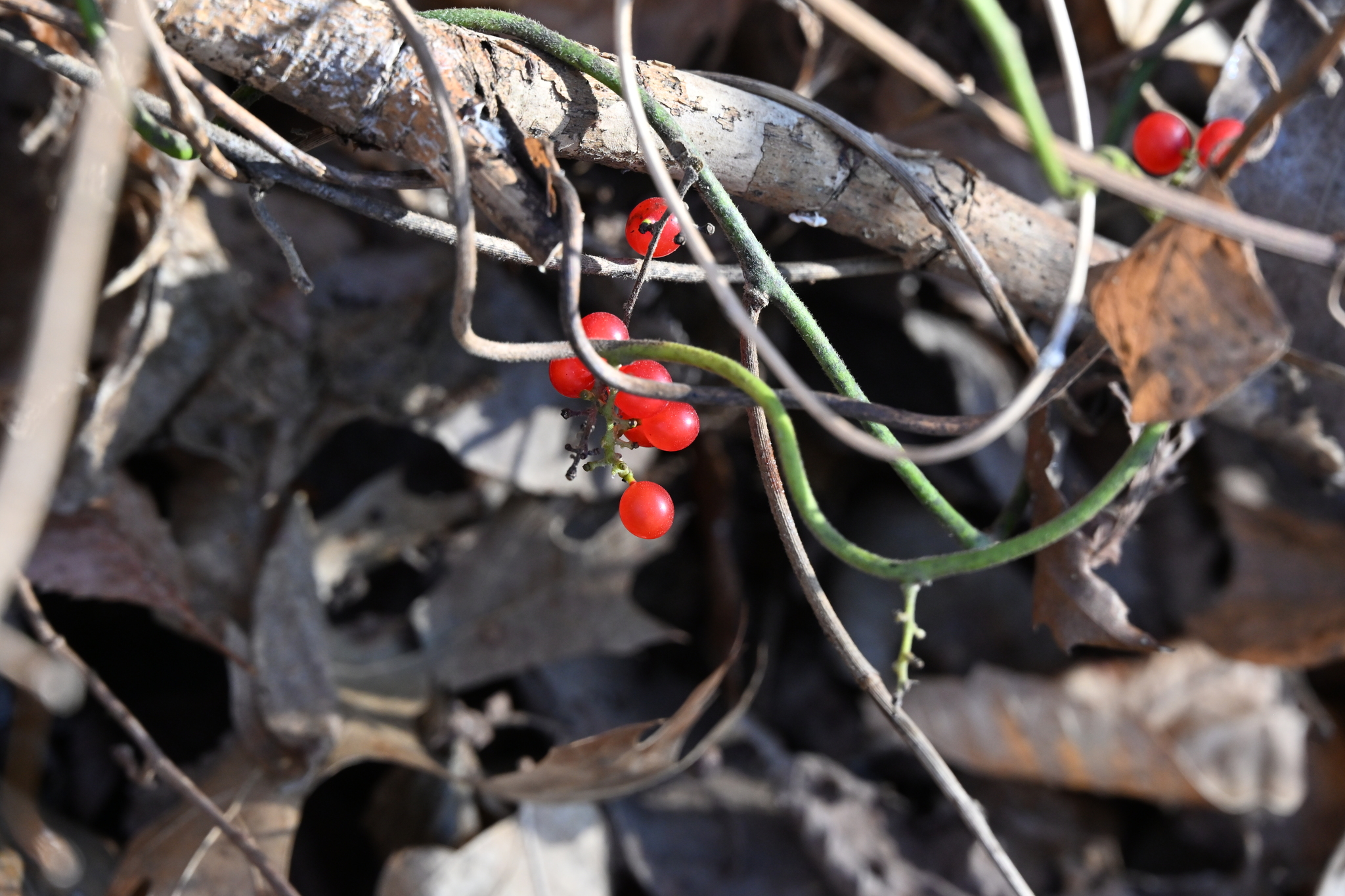 Cocculus carolinus