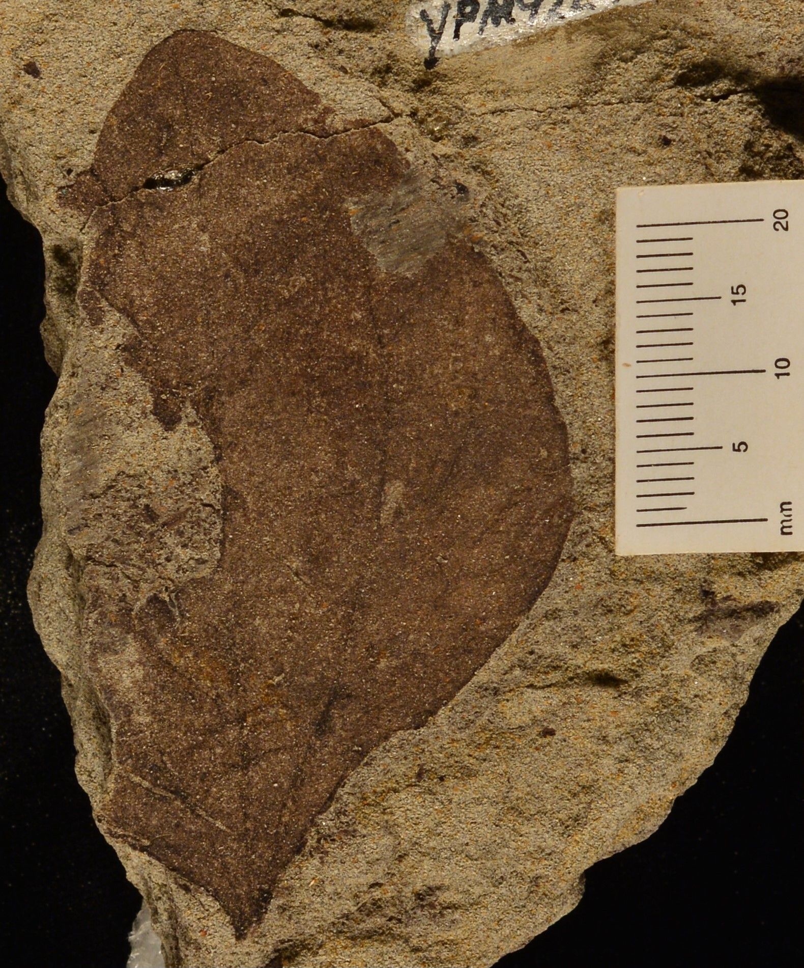 Cocculus flabella