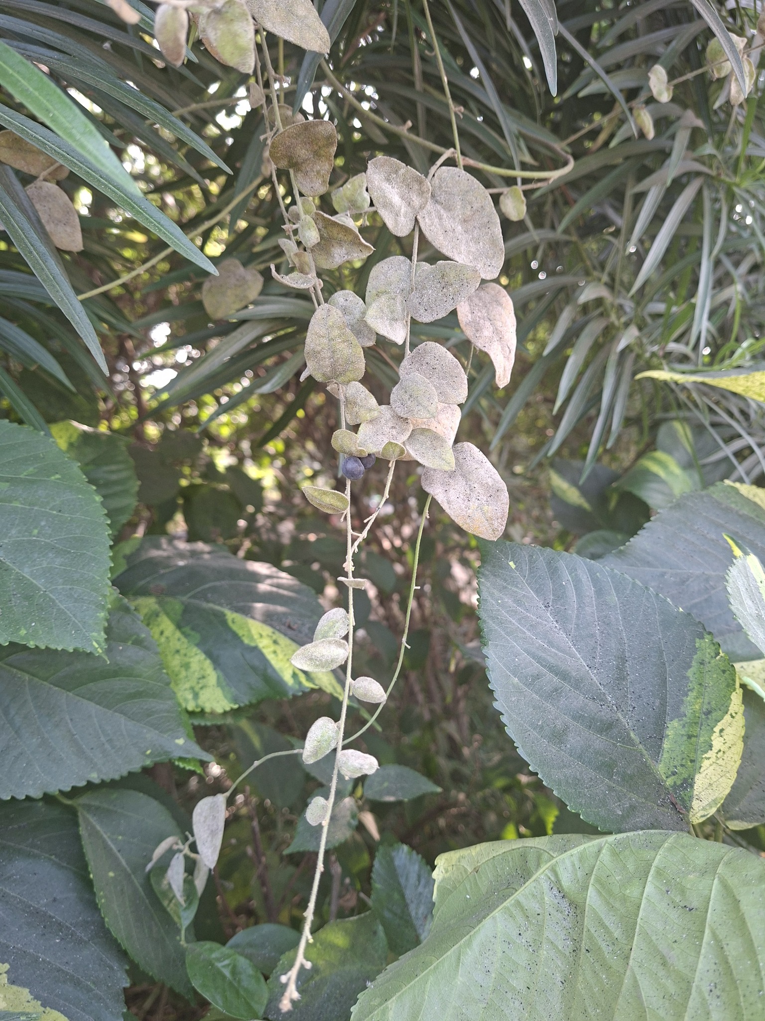 Cocculus hirsutus