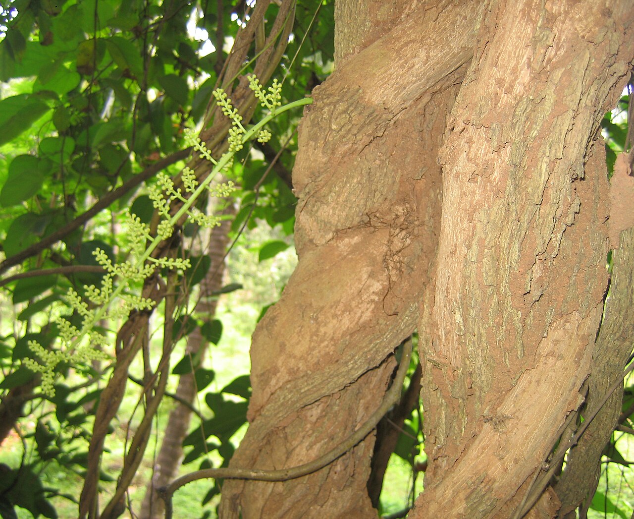Cocculus indicus