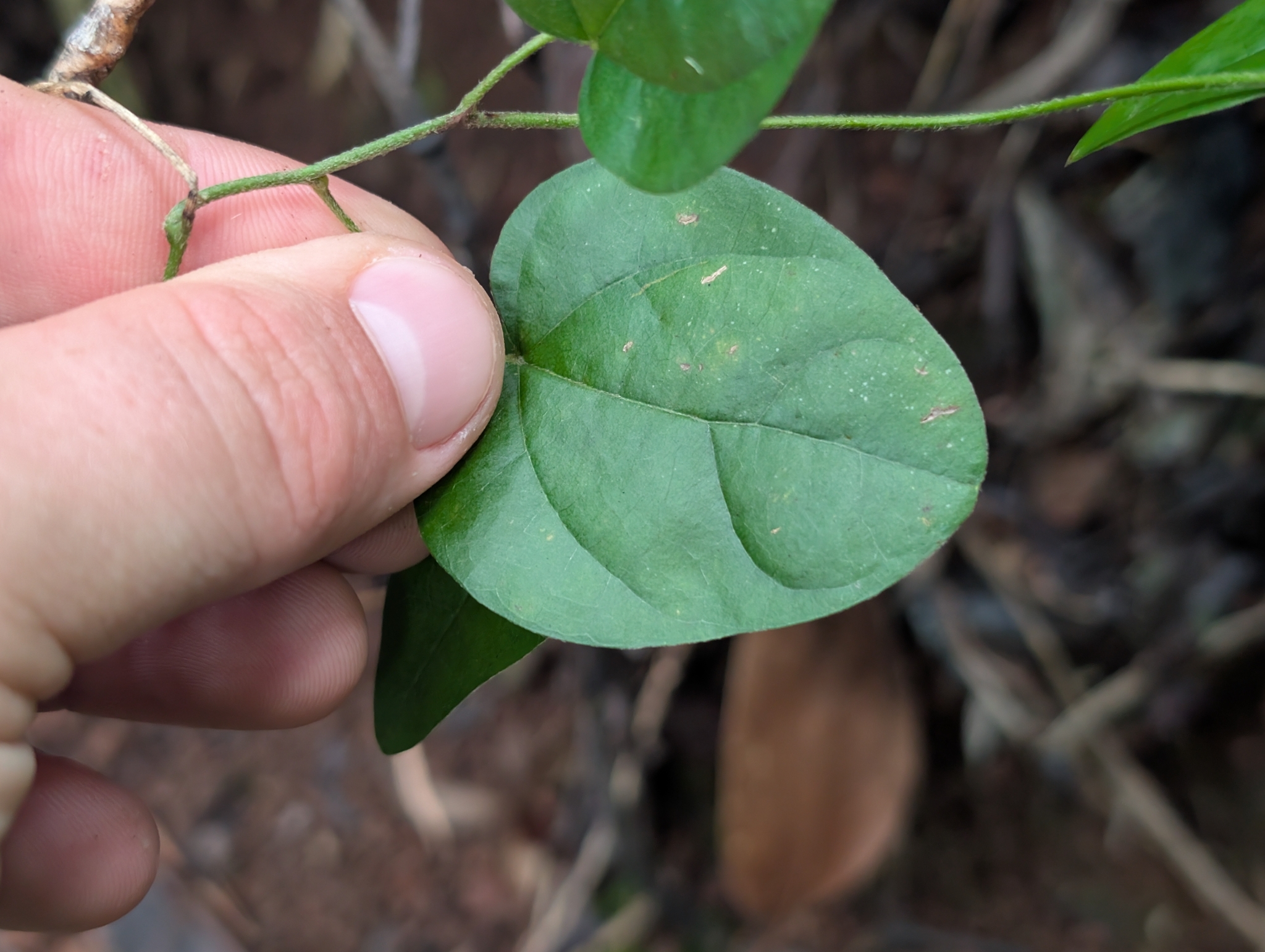 Cocculus orbiculatus